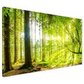 Obraz na płótnie - las, drzewa, przyroda