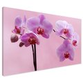 Obraz na płótnie - kwiaty, orchidee, różowy