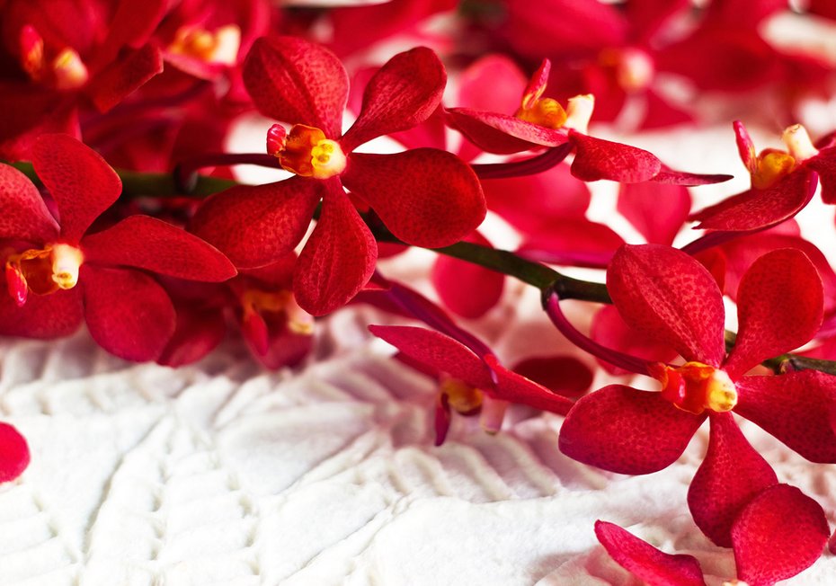 Fototapeta - kwiaty, czerwone, orchidee