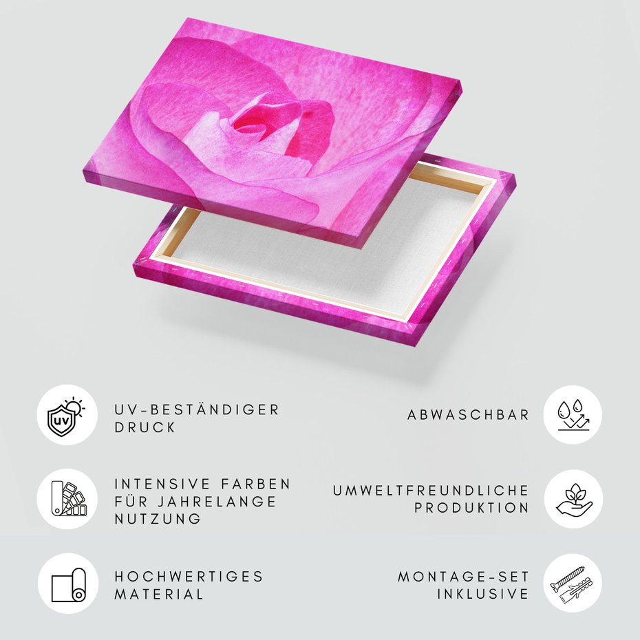 Obraz na płótnie - róża, kwiat, różowy