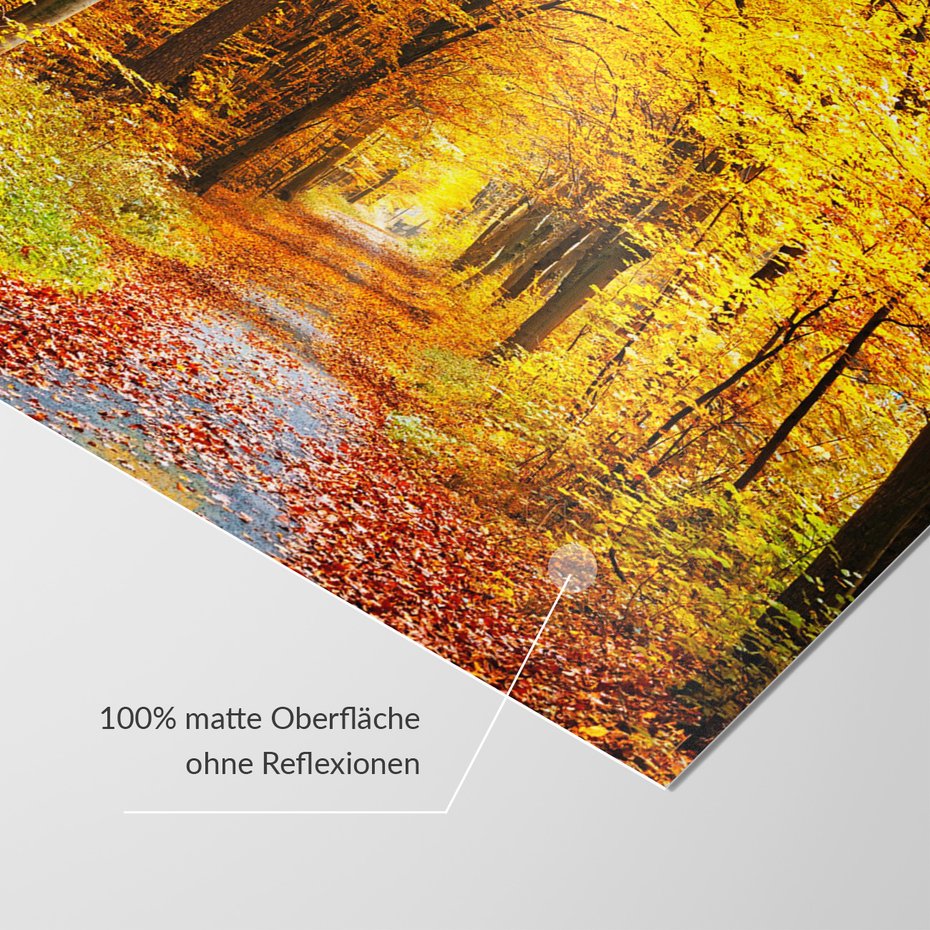 Fototapeta - jesień, las, liście