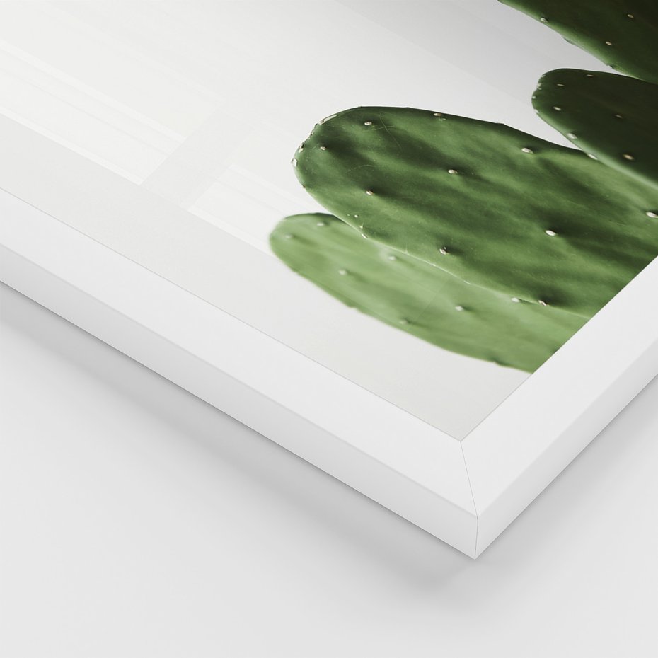 Zestaw obrazy w ramie, plakaty - kaktus, roślina, aloes - rama biała