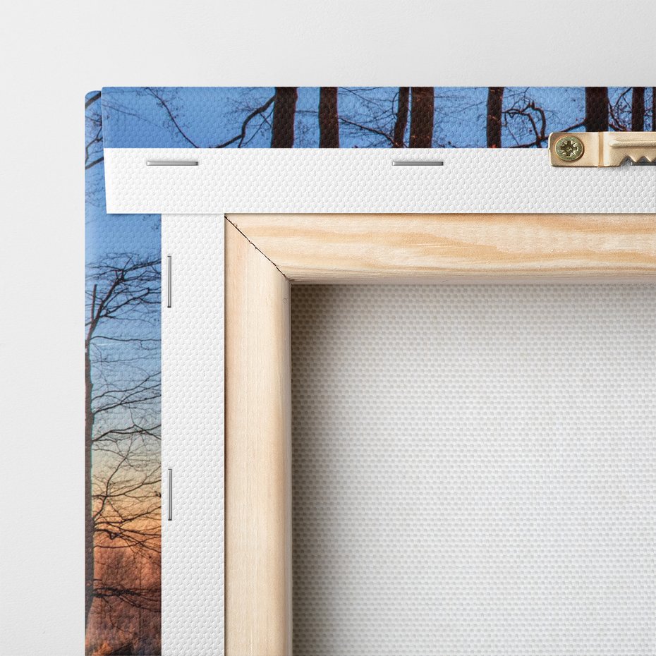 Obraz na płótnie - las, drzewa, słońce