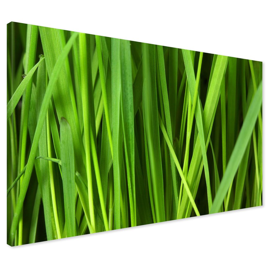 Obraz na płótnie - trawa, zielony, liście