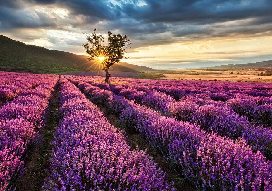 Fototapeta - lawenda, pole, krajobraz