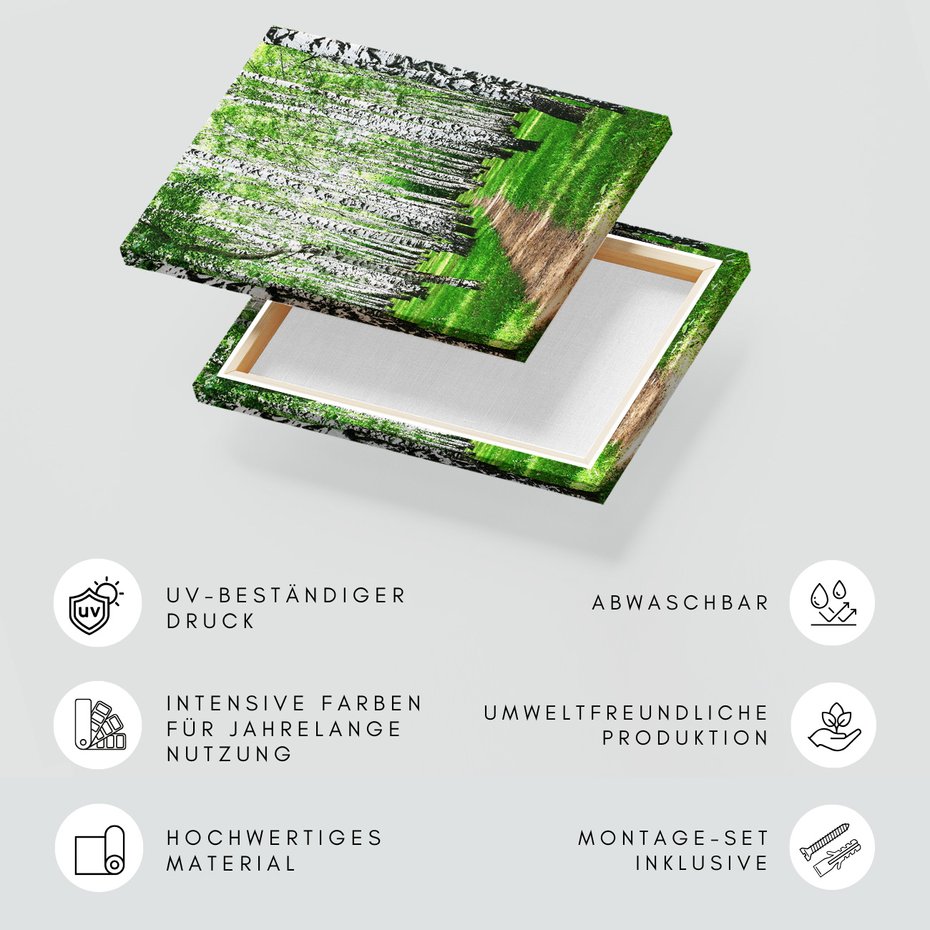 Obraz na płótnie - las, brzozy, natura