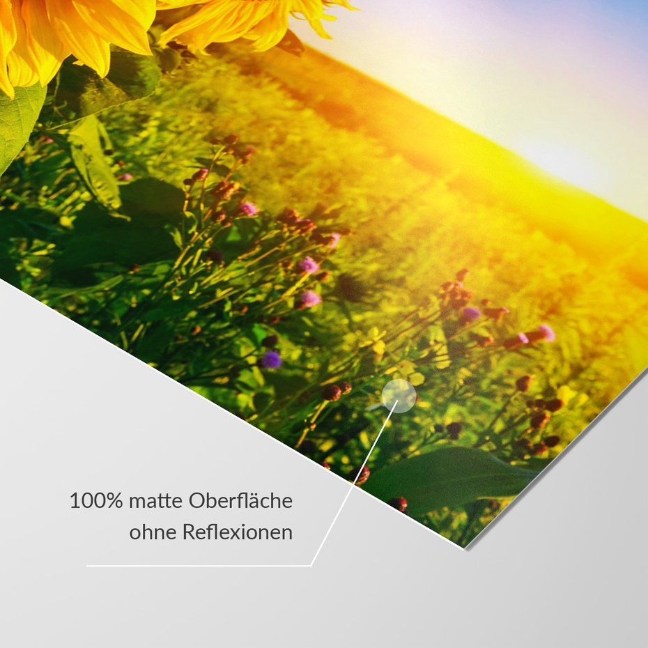 Fototapeta - słoneczniki, pole, lato