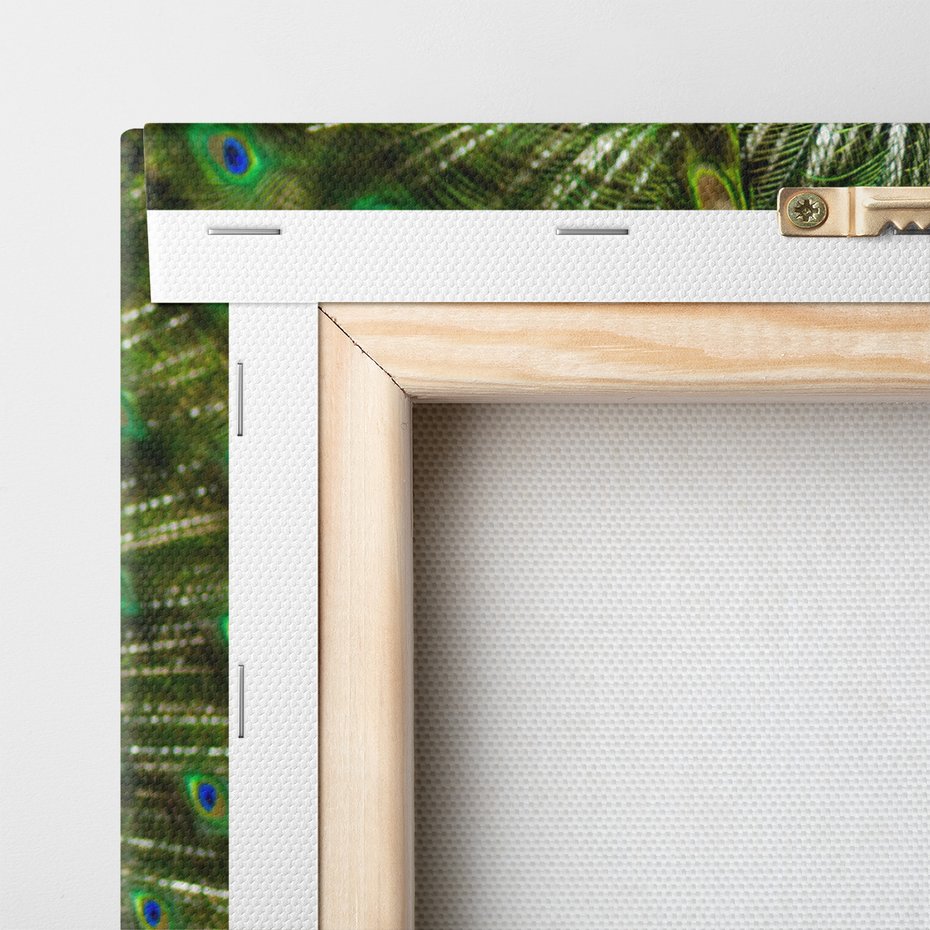 Obraz na płótnie - paw, ptak, pióra