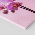 Obraz na płótnie - kwiaty, orchidee, różowy