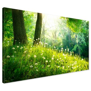 Obraz na płótnie - las, drzewa, natura