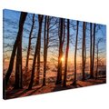 Obraz na płótnie - las, drzewa, słońce