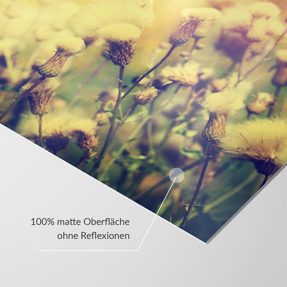 Fototapeta - kwiaty, natura, lato