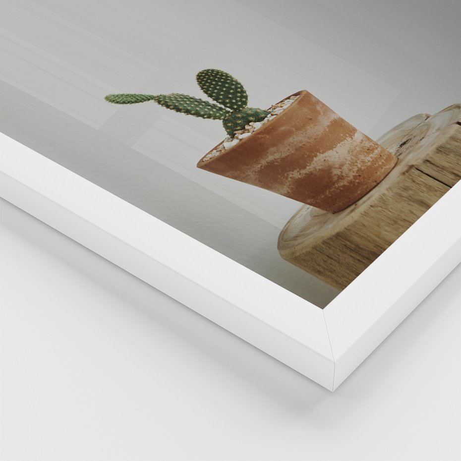 Zestaw obrazy w ramie, plakaty - kaktusy, sukulenty, rośliny - rama biała