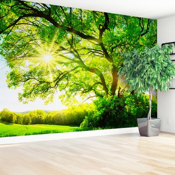 Fototapeta - las, drzewo, słońce