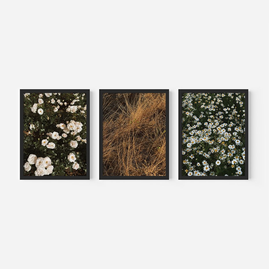 Zestaw obrazy w ramie, plakaty - kwiaty, rośliny, natura - rama czarna