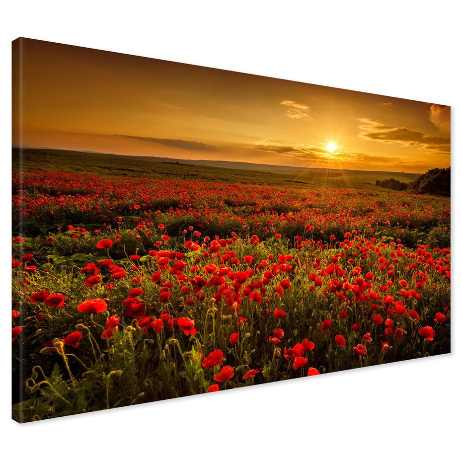 Obraz na płótnie - maki, pole, zachód słońca