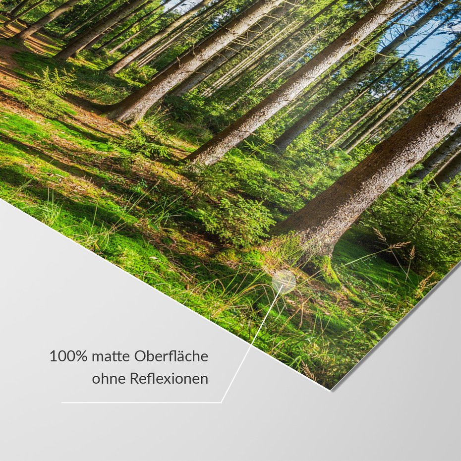 Fototapeta - las, drzewa, przyroda