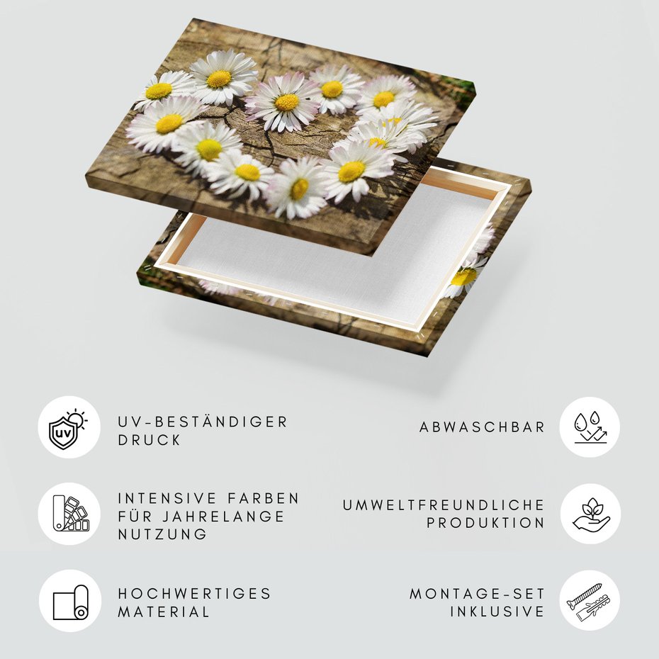 Obraz na płótnie - kwiaty, stokrotki, natura