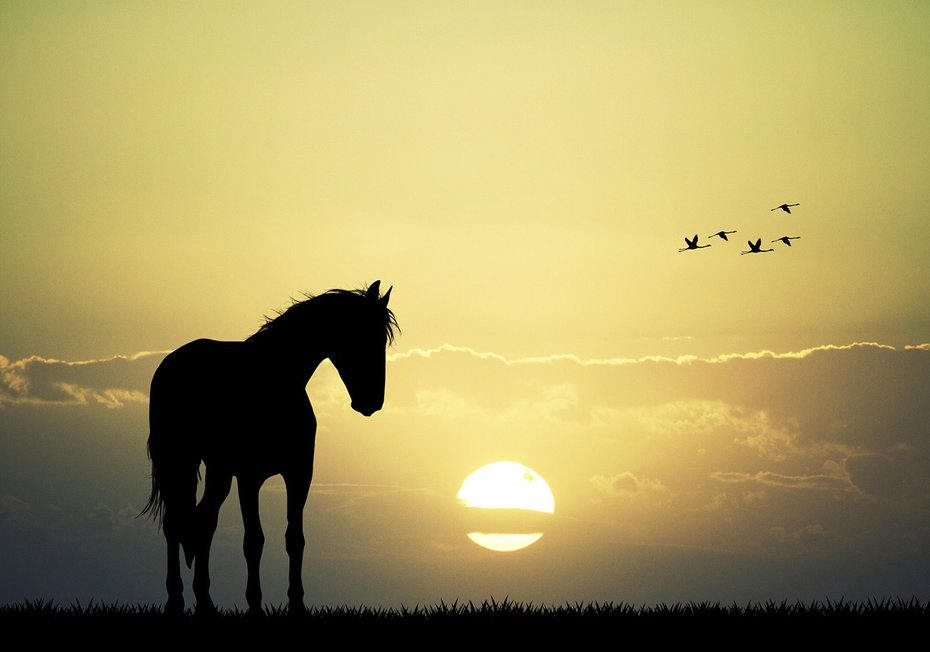 Fototapeta - koń, zachód słońca, ptaki