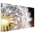 Obraz na płótnie - dmuchawiec, nasiona, makro