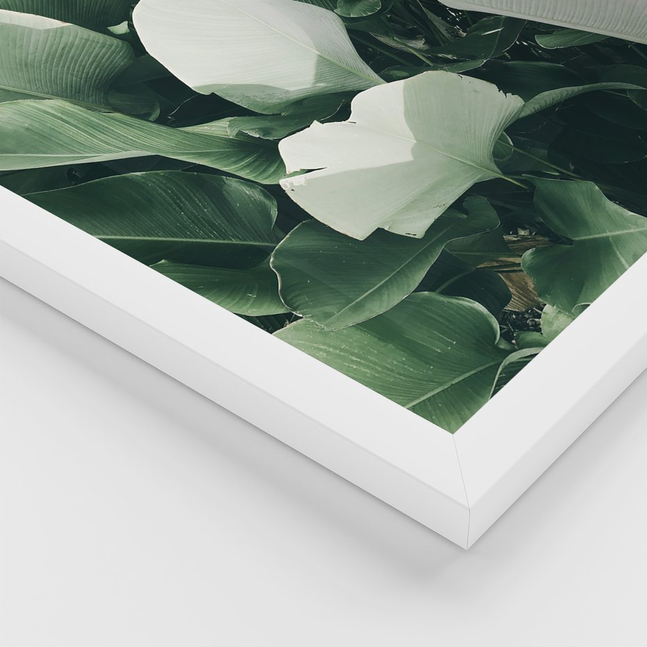 Zestaw obrazy w ramie, plakaty - liście, tropikalne, roślina - rama biała