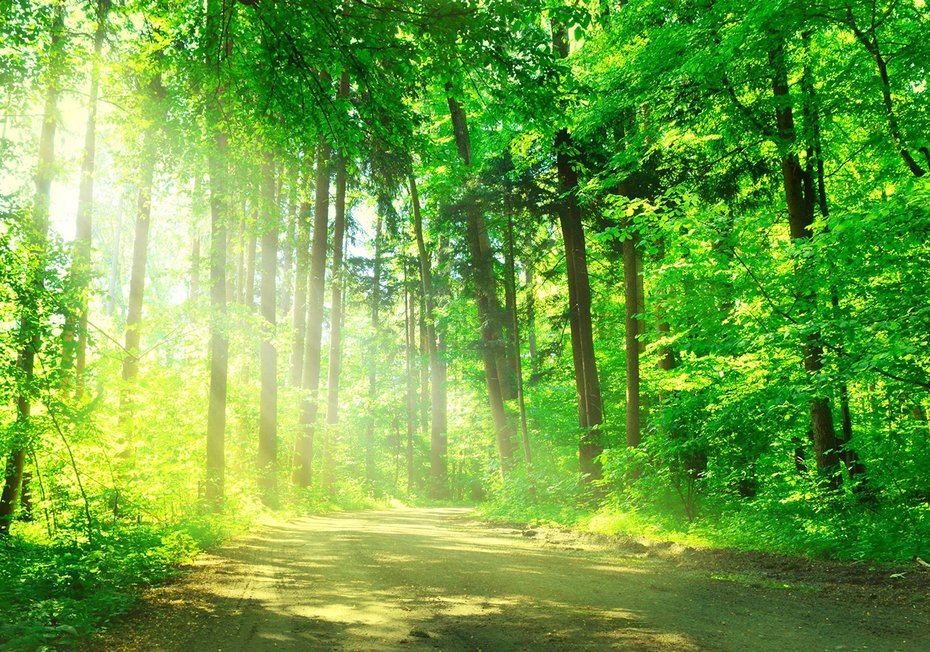 Fototapeta - las, drzewa, przyroda