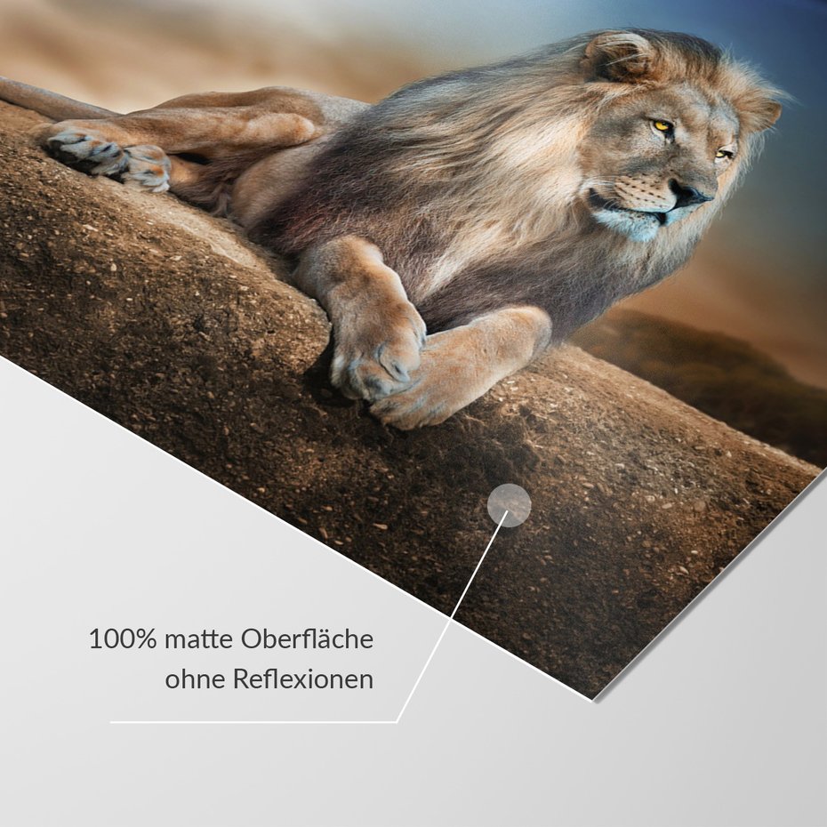 Fototapeta - lew, zwierzę, natura