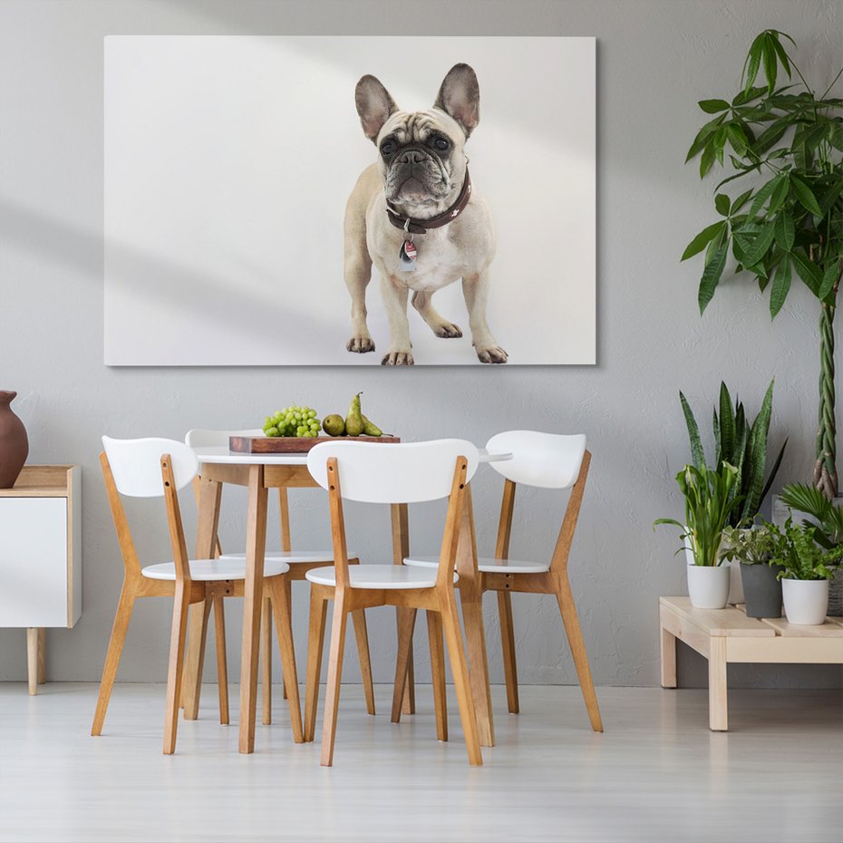 Obraz na płótnie - pies, buldog, zwierzę