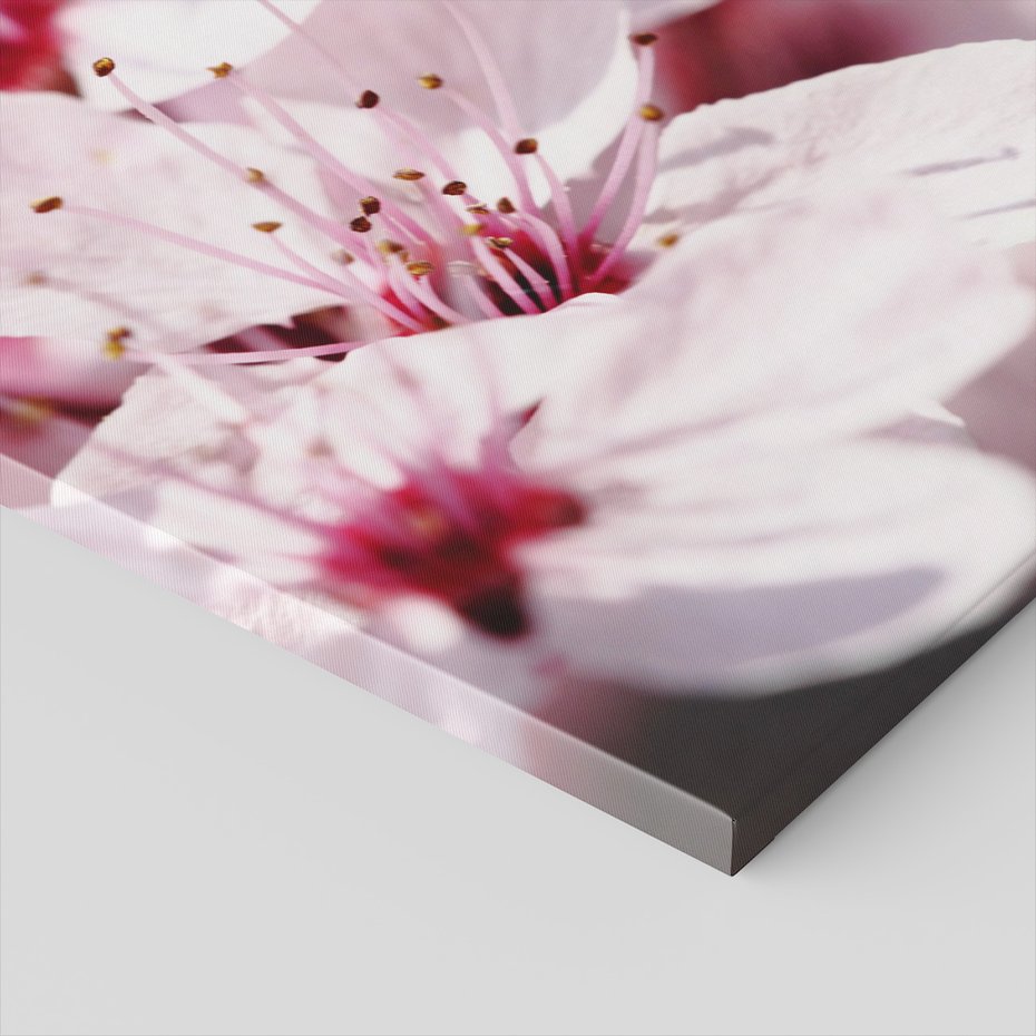 Obraz na płótnie - kwiat, wiosna, delikatność