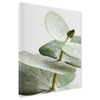 Obraz na płótnie - eukaliptus, liście, gałązka
