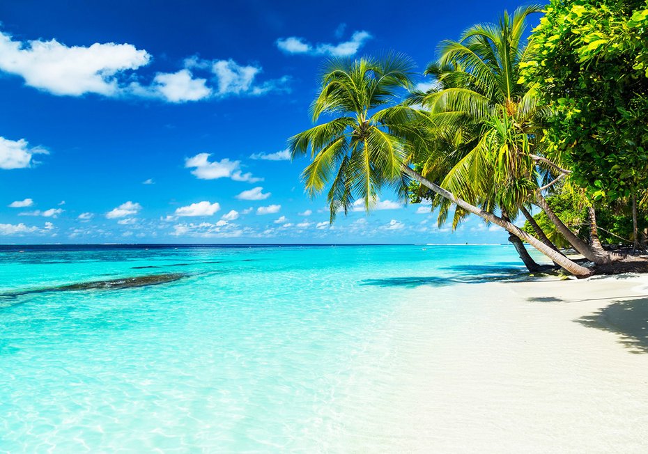 Fototapeta - plaża, morze, palmy