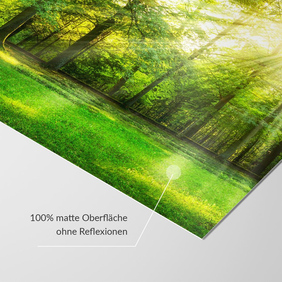 Fototapeta - las, drzewa, słońce