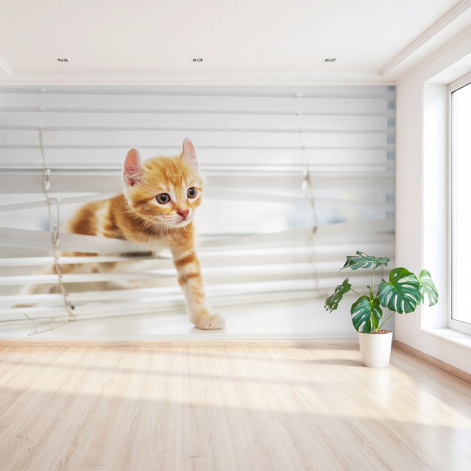 Fototapeta - kot, kociak, zwierzę