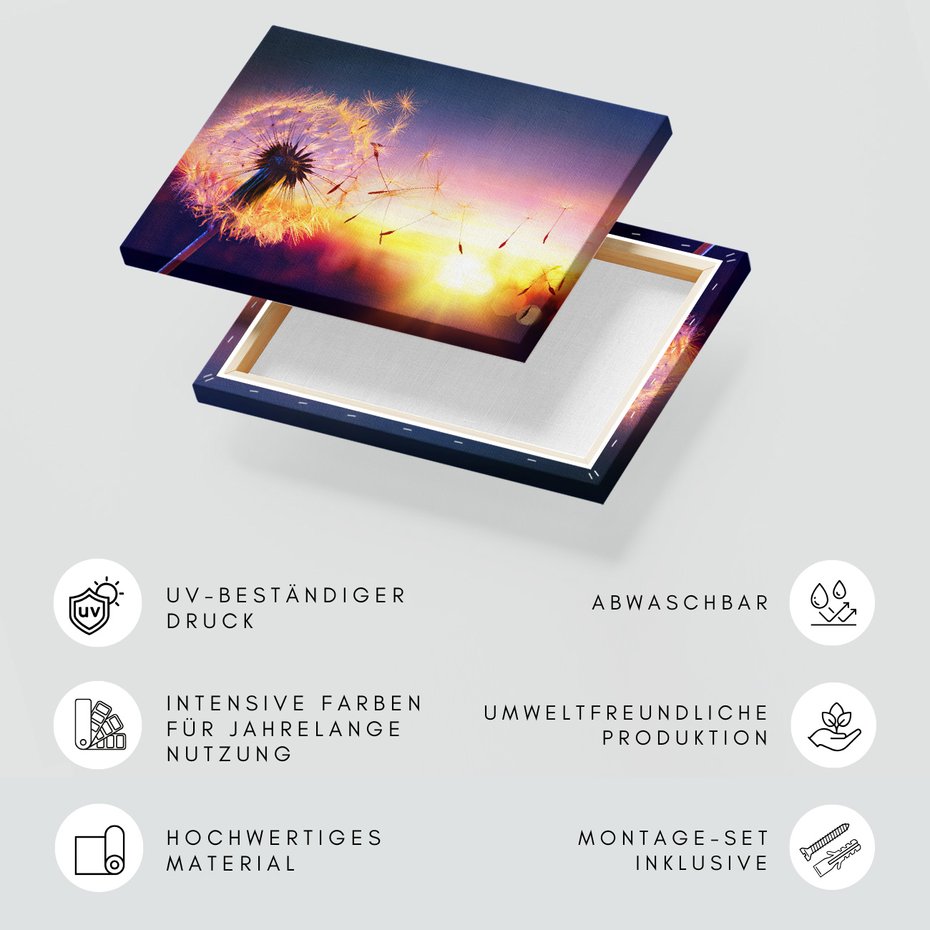 Obraz na płótnie - dmuchawiec, zachód słońca, natura