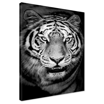 Obraz na płótnie - tygrys, zwierzę, drapieżnik