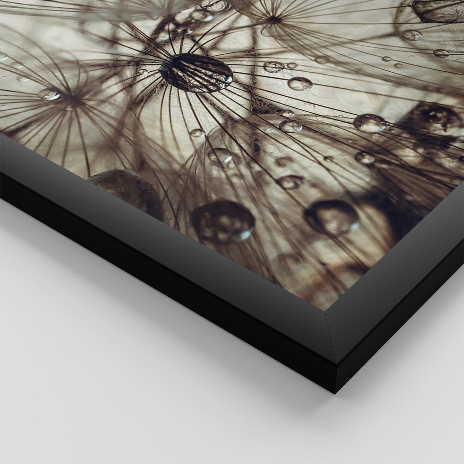 Zestaw obrazy w ramie, plakaty - makro, natura, roślina - rama czarna