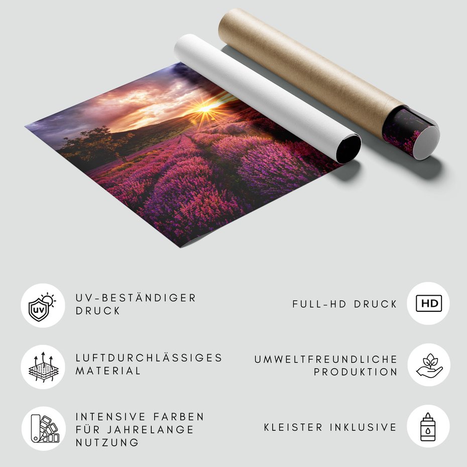 Fototapeta - lawenda, pole, zachód słońca