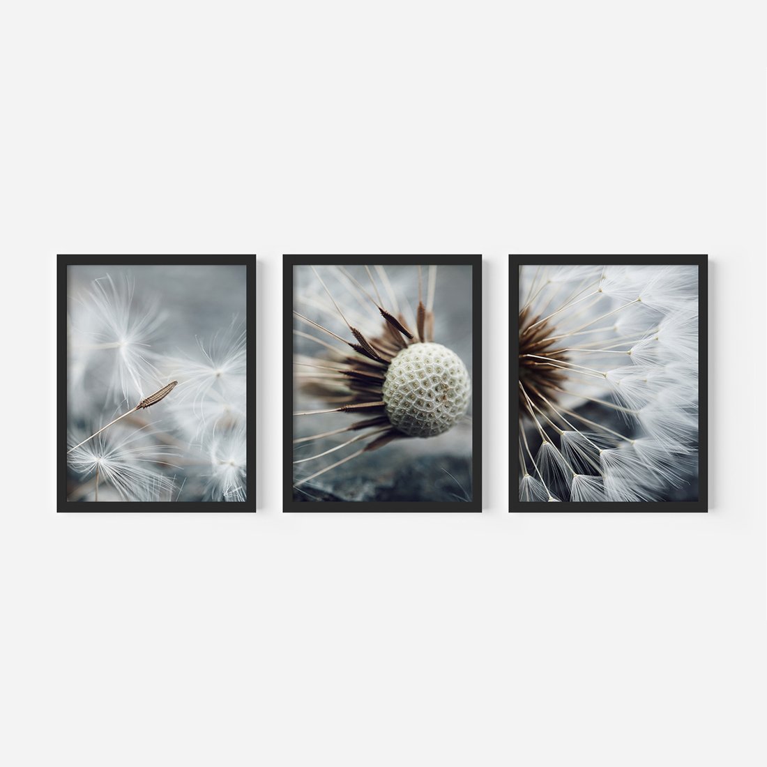 Zestaw obrazy w ramie, plakaty - dmuchawiec, nasiona, natura - rama czarna