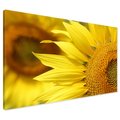 Obraz na płótnie - słonecznik, kwiat, żółty
