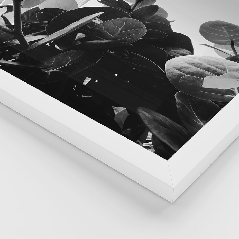 Zestaw obrazy w ramie, plakaty - liście, rośliny, natura - rama biała