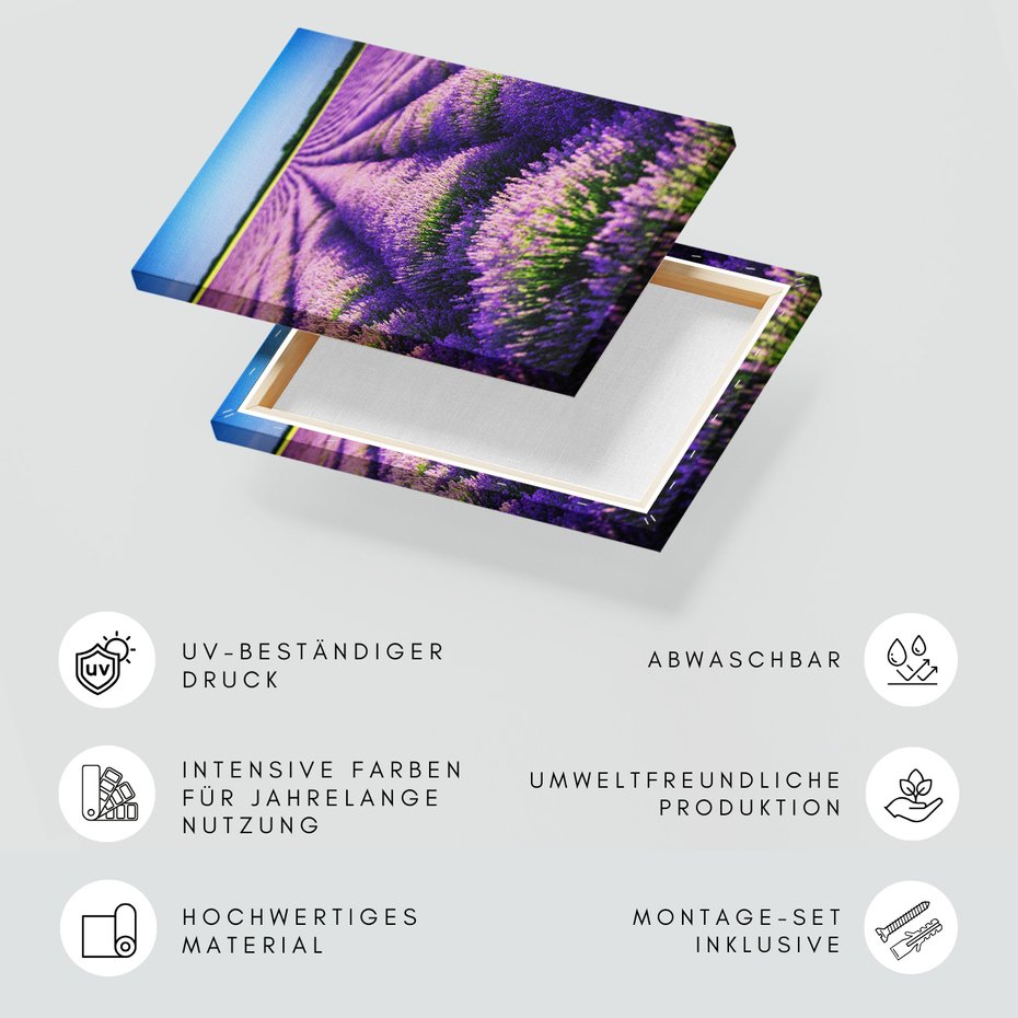 Obraz na płótnie - lawenda, pole, fioletowy