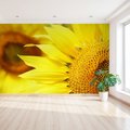 Fototapeta - słonecznik, kwiat, żółty