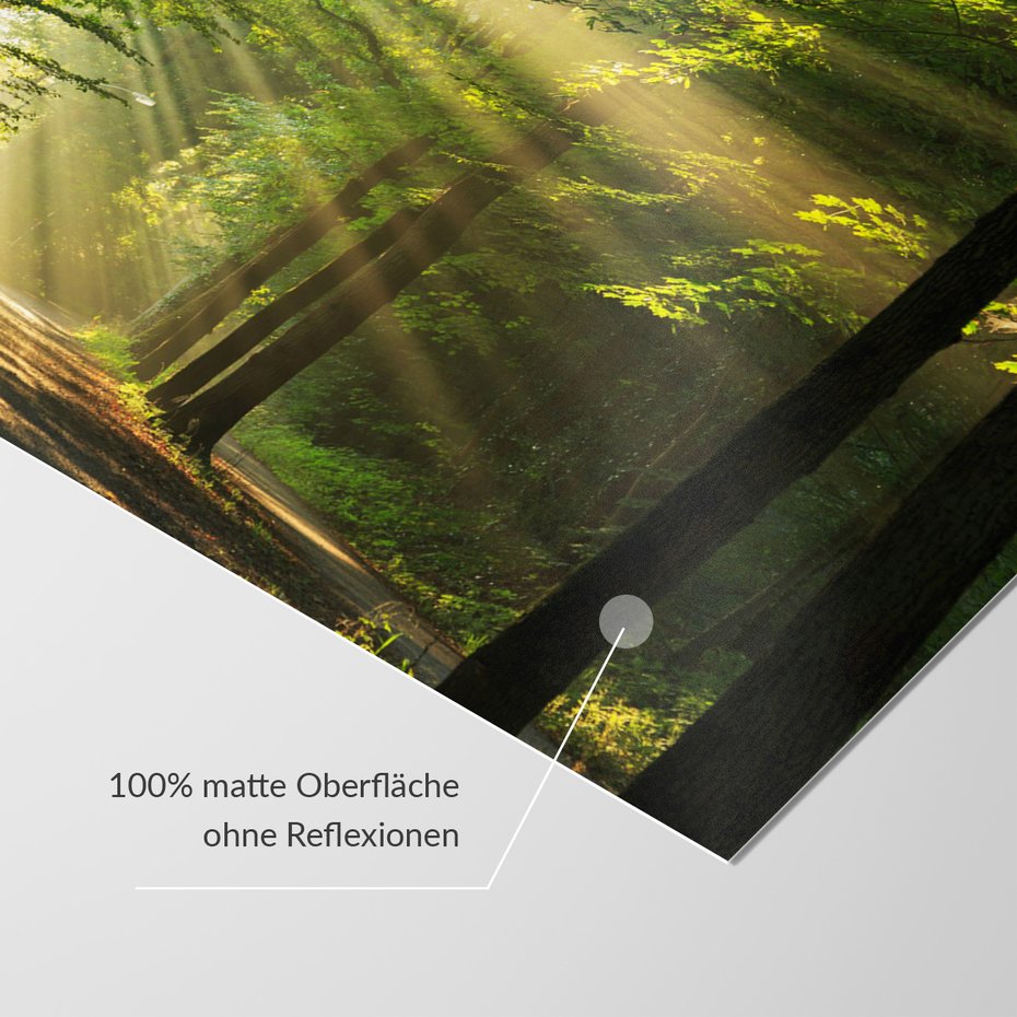 Fototapeta - las, promienie, słońce