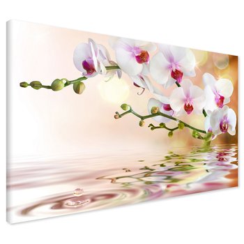 Obraz na płótnie - orchidee, kwiaty, woda