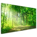 Obraz na płótnie - las, droga, drzewa