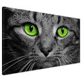 Obraz na płótnie - kot, oczy, zbliżenie