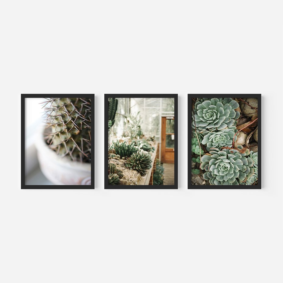 Zestaw obrazy w ramie, plakaty - kaktus, sukulenty, rośliny - rama czarna