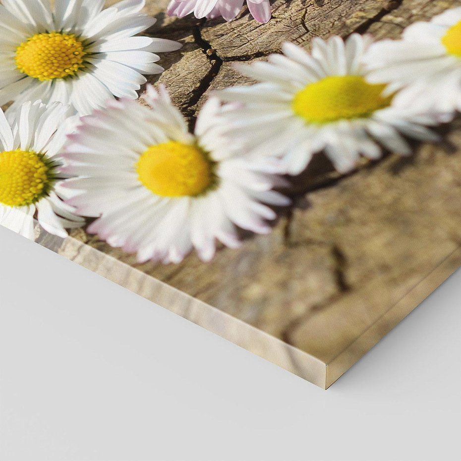 Obraz na płótnie - kwiaty, stokrotki, natura