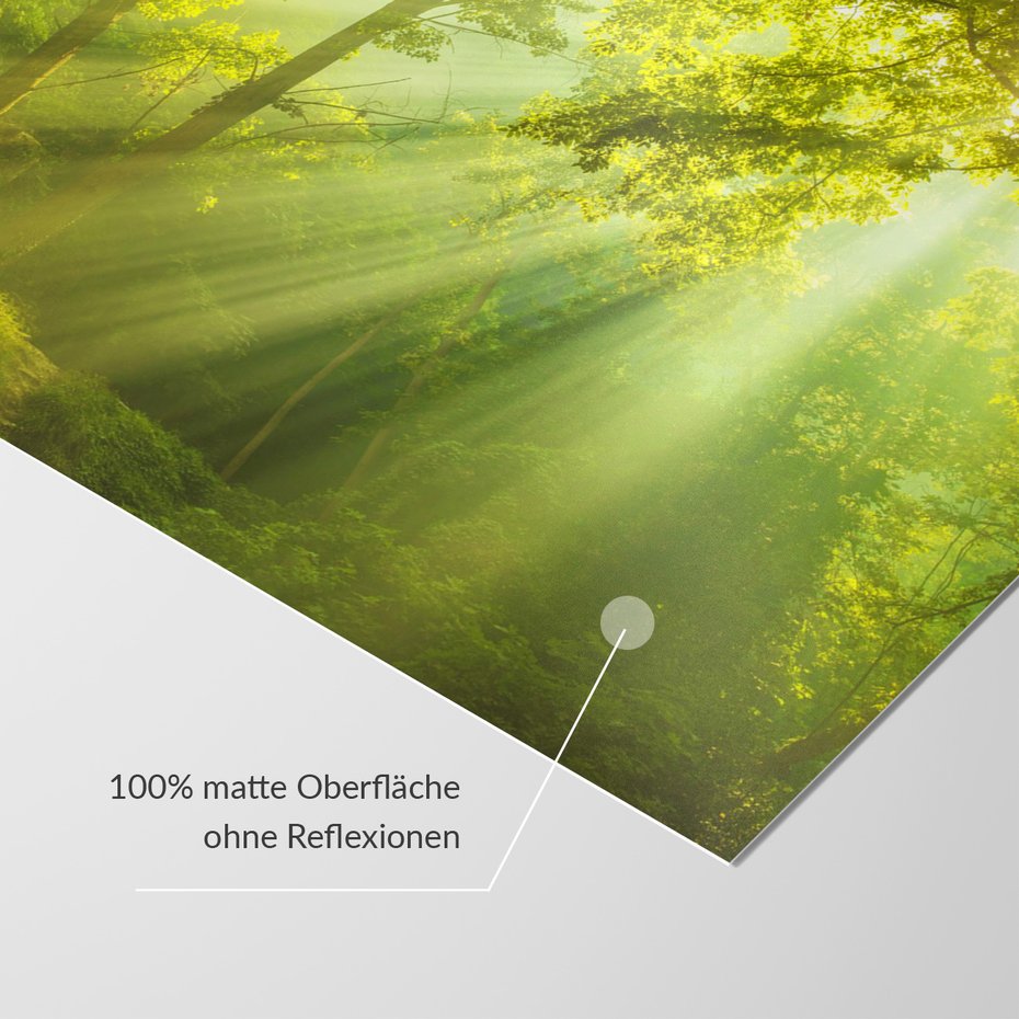 Fototapeta - las, drzewa, słońce