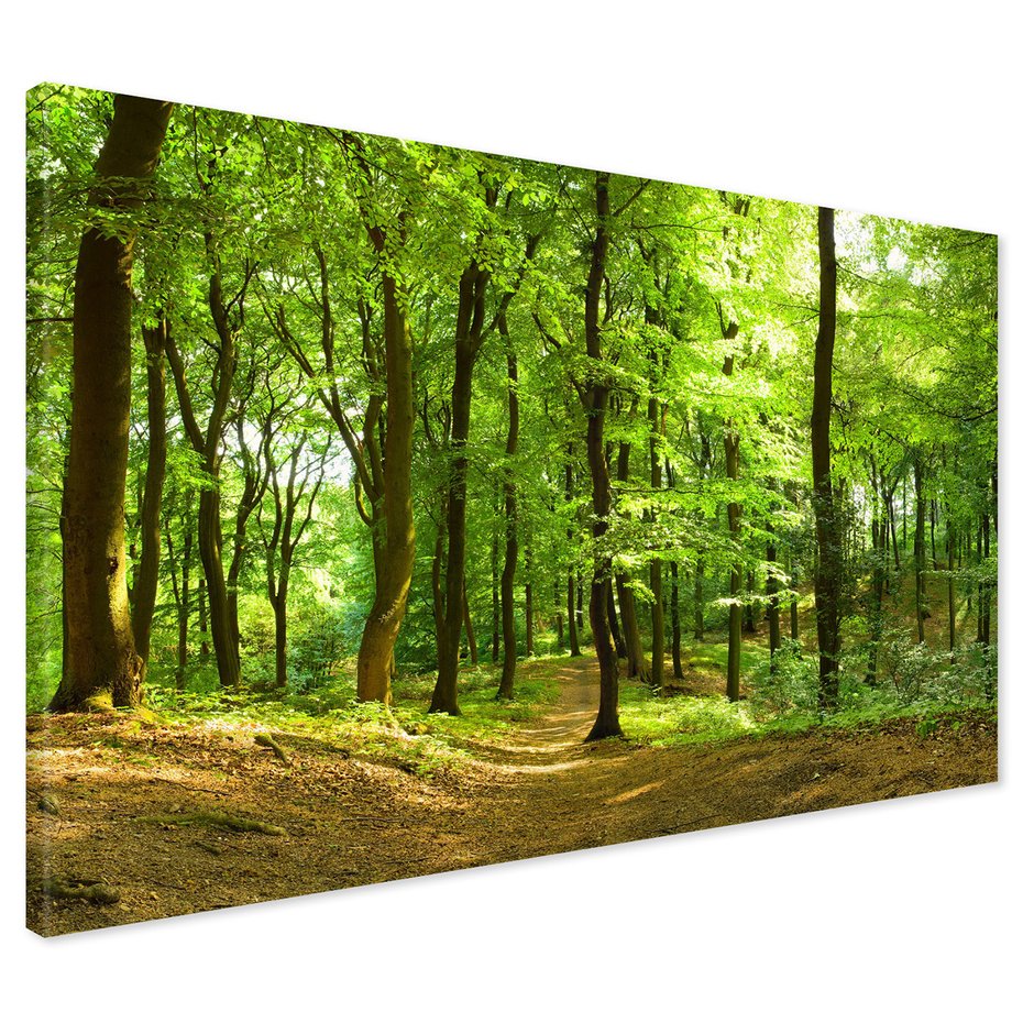 Obraz na płótnie - las, drzewa, natura